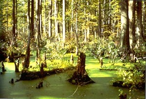 hockomock swamp