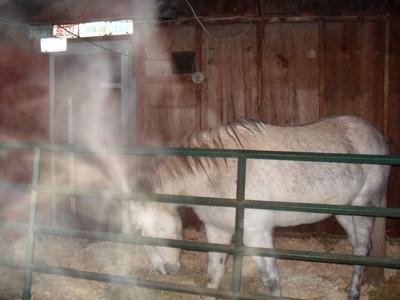 white mist only around this pony