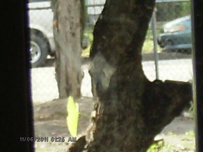 the face on the tree on a rainy day