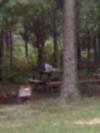 this was taken at our campsite. Look beside a small chair beside firepit, and picnic table...